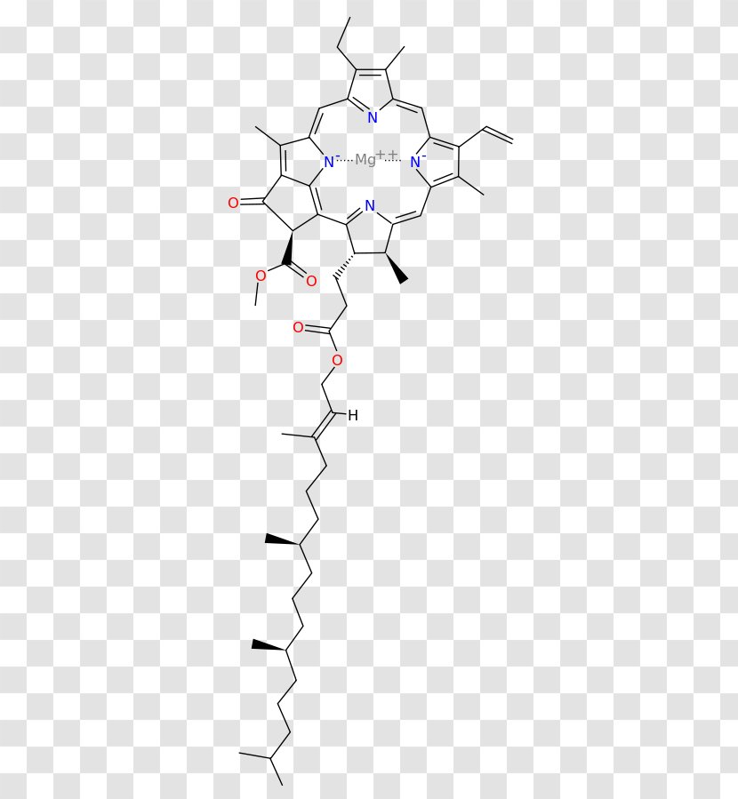 Light Chlorophyll A B Photosynthesis - Silhouette Transparent PNG