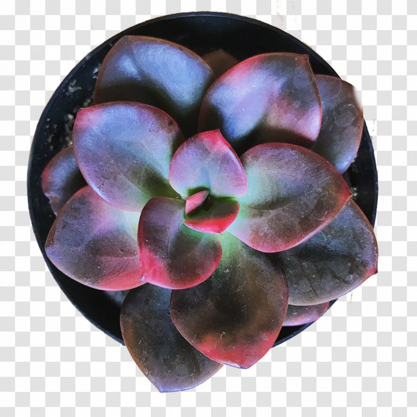 Color Purple Red White Pink - Echeveria Flor Transparent PNG