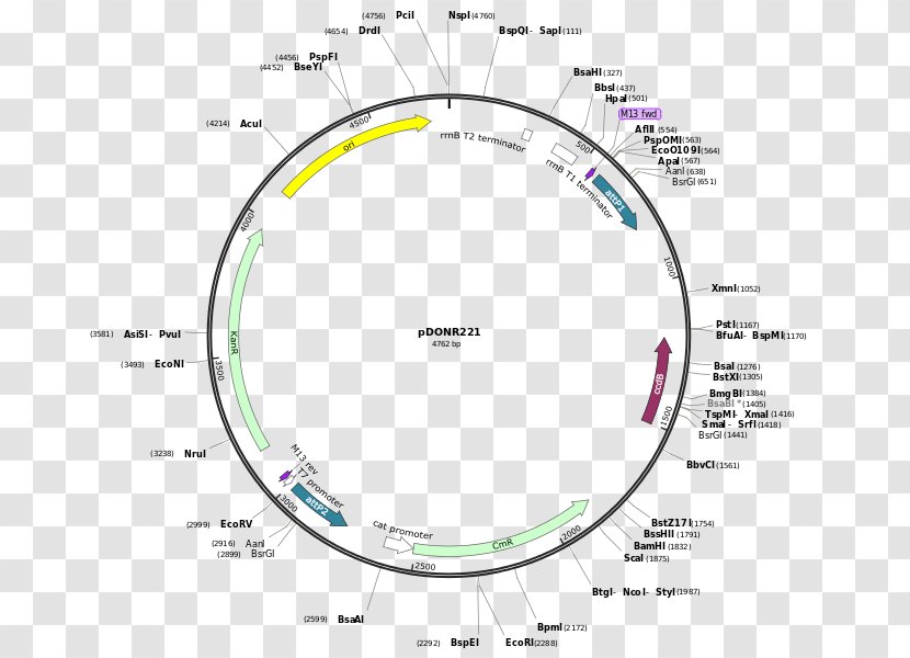 Vector Plasmid Restriction Map Enzyme Multiple Cloning Site Transparent PNG