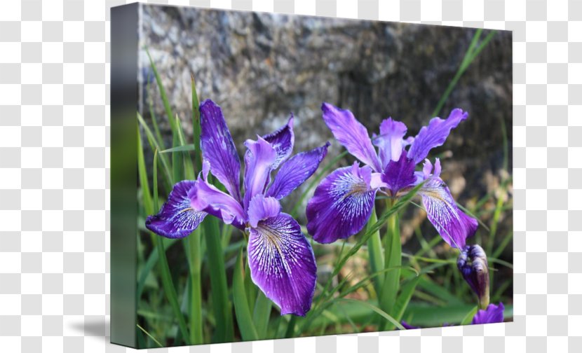 Northern Blue Flag Irises - Iris - Watercolor Transparent PNG