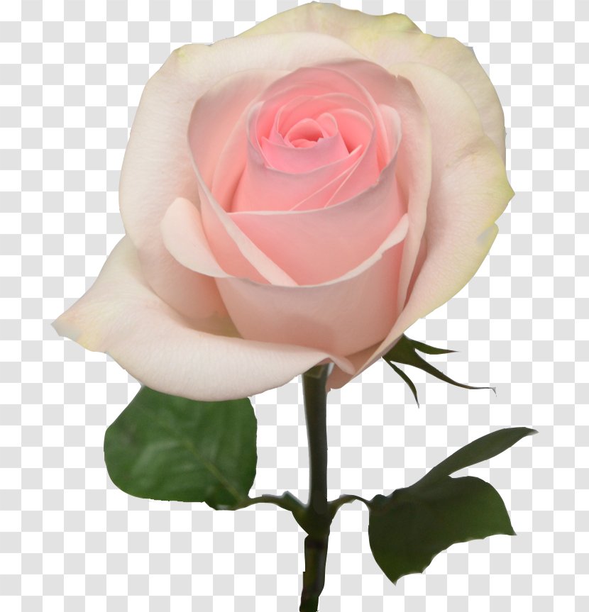 Garden Roses Light Pink Flowers - Rose - Bright Transparent PNG