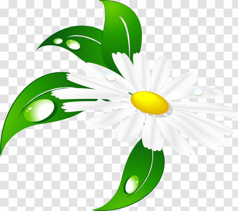 Matricaria Clip Art - Yandex Search - Camomile Transparent PNG