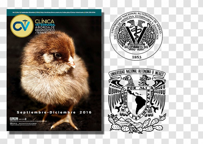 Amparo Museum Advertising Beak Fauna - Photo Caption - Gabe Transparent PNG