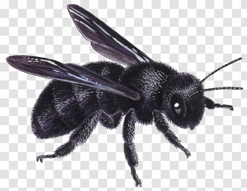 Honey Bee Bumblebee Insect European Dark Transparent PNG