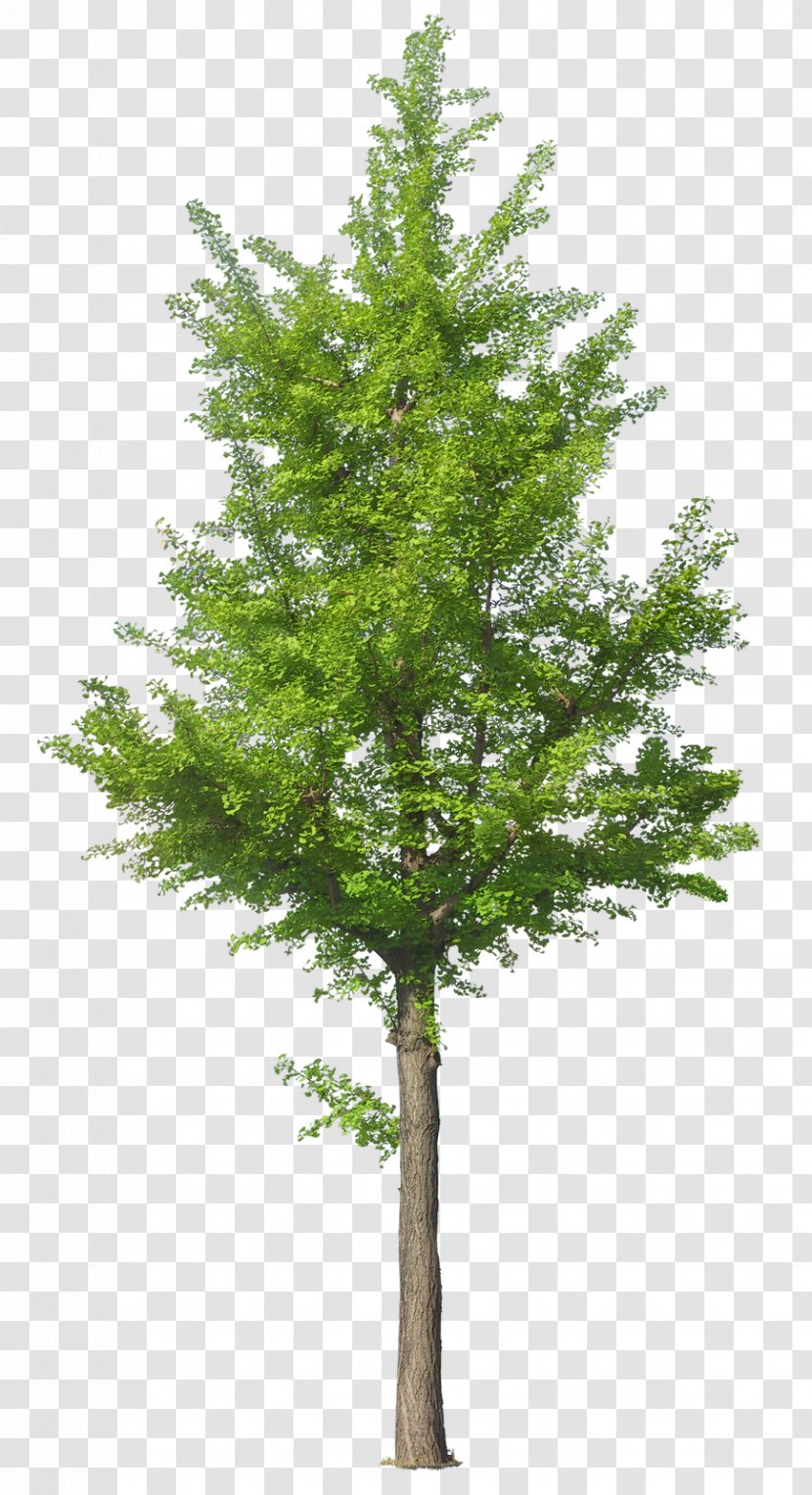 Tree Clip Art - Larch - Arbol Transparent PNG