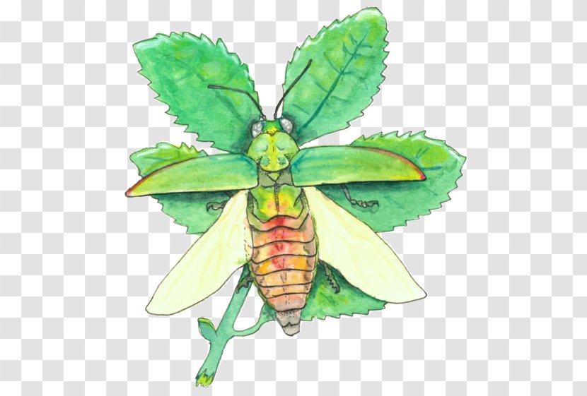 Jewel Beetles Moth Scarab Butterfly - Pollinator - Camellia Sinensis Transparent PNG