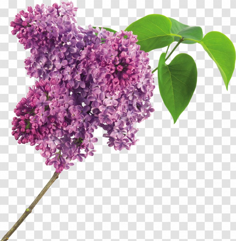 Lilac Flower Purple Clip Art - Branch Transparent PNG