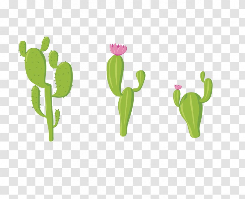 Cactaceae Green - Frame - Cactus Transparent PNG