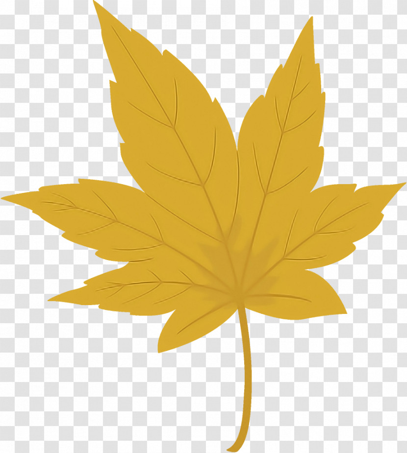 Maple Leaf Autumn Leaf Yellow Leaf Transparent PNG