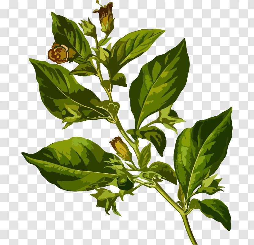 Köhler's Medicinal Plants Belladonna Clip Art Atropine - Herbal - Deadly Transparent PNG