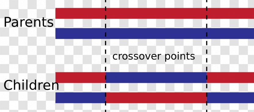 Crossover Genetic Algorithm Genetics Recombination - Symmetry Transparent PNG