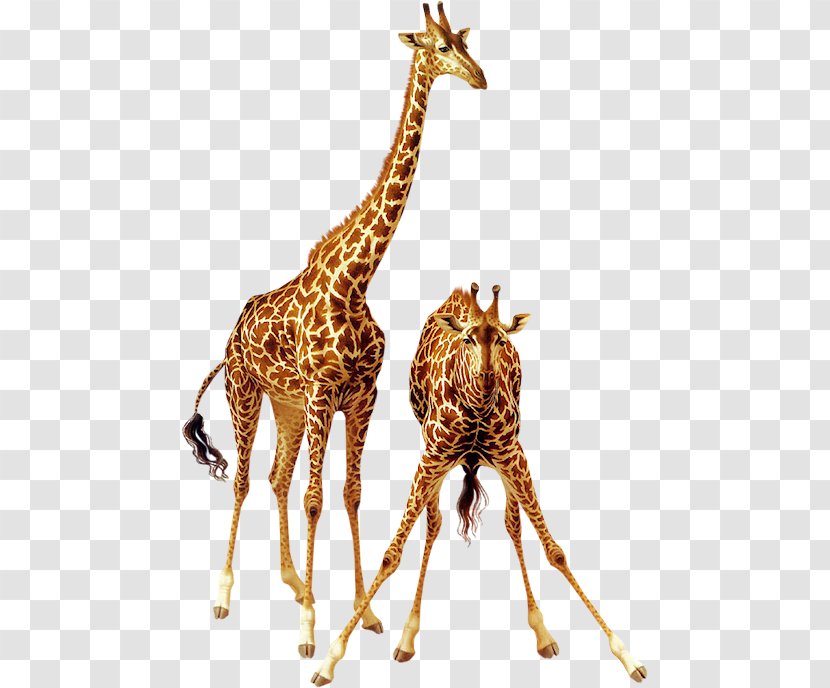Giraffe Animal Lossless Compression - Organism Transparent PNG