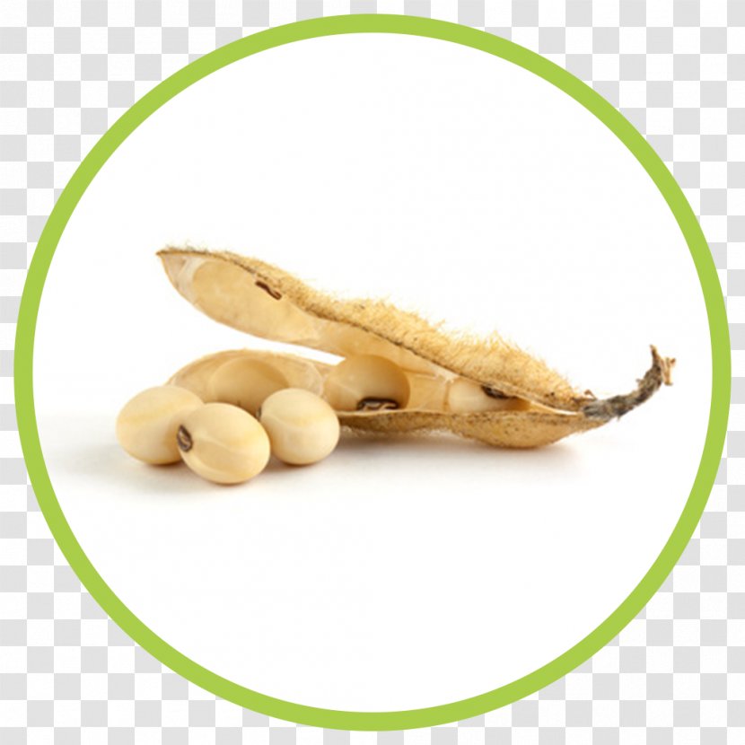 Edamame Soybean Oil Seed Lupin Bean - Fruit - Organism Transparent PNG