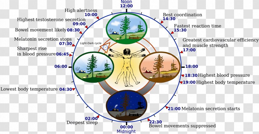 Circadian Rhythm Clock Biology Physiology Melatonin - Flower - Activities Run It Transparent PNG