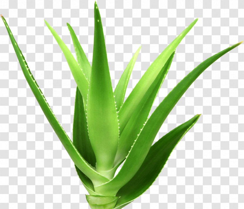 Aloe Vera Plant Royalty-free - Flowerpot Transparent PNG