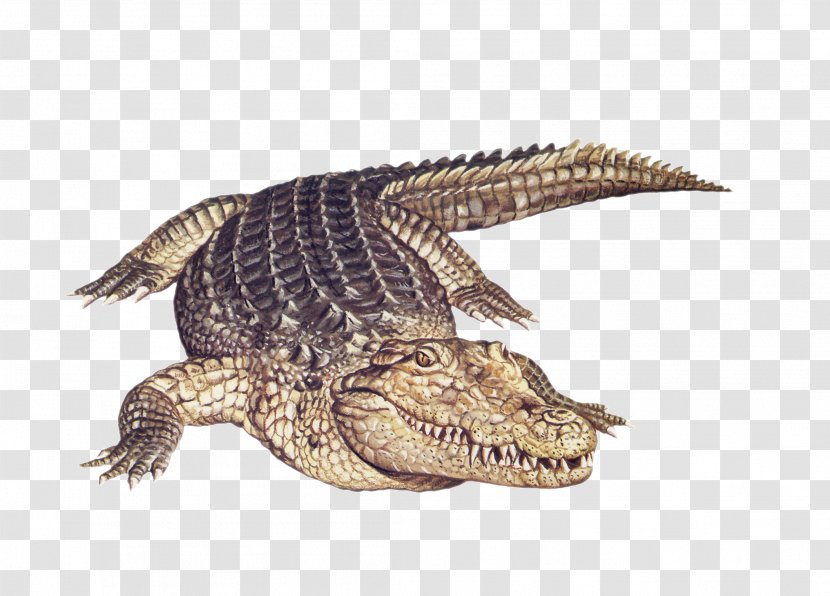 Nile Crocodile Alligator Amphibian Animal Transparent PNG