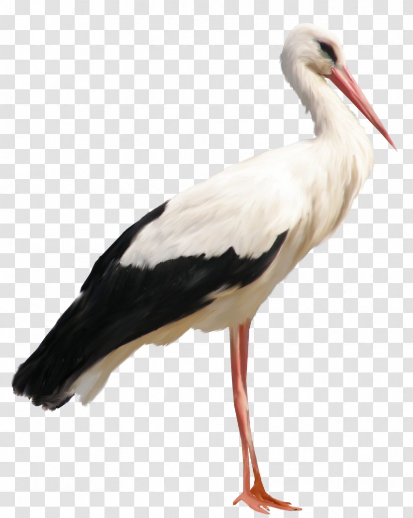 White Stork Clip Art - Beak Transparent PNG