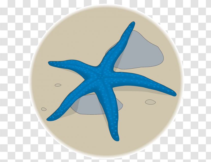 Clip Art Illustration Photography Image Fotosearch - Organism - Starfish Transparent PNG