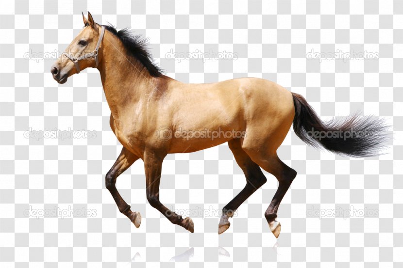 Horse Royalty-free Stock Photography Equestrian - Child Transparent PNG