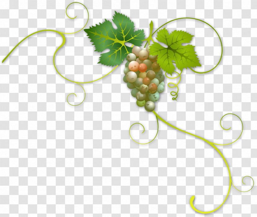 Wine Label Common Grape Vine - Body Jewelry - Grapes Transparent PNG