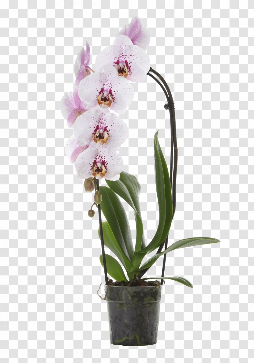 Crimson Cattleya Phalaenopsis Equestris Cut Flowers Orchids Dendrobium - Plant - Orchid Transparent PNG