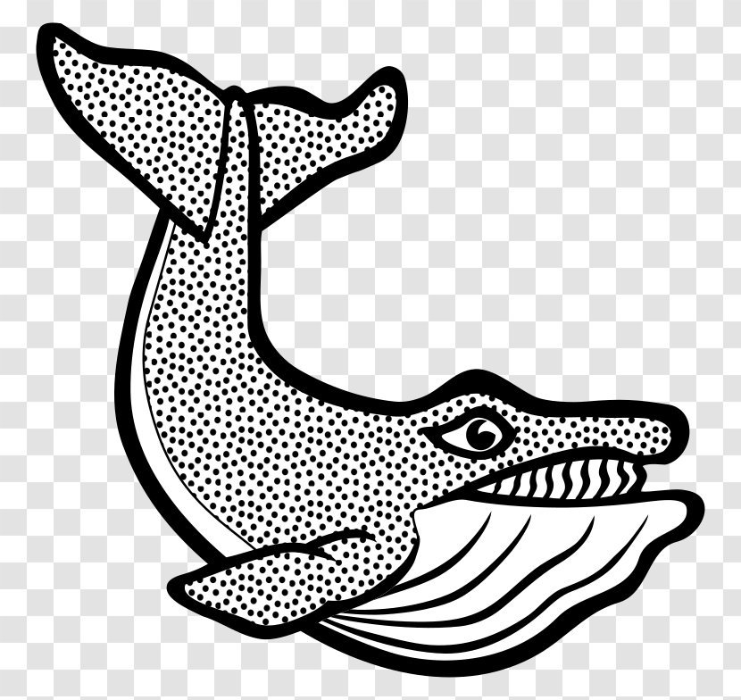 Clip Art Cetacea Vector Graphics Image Blue Whale - Carnivoran - Drawing Transparent PNG
