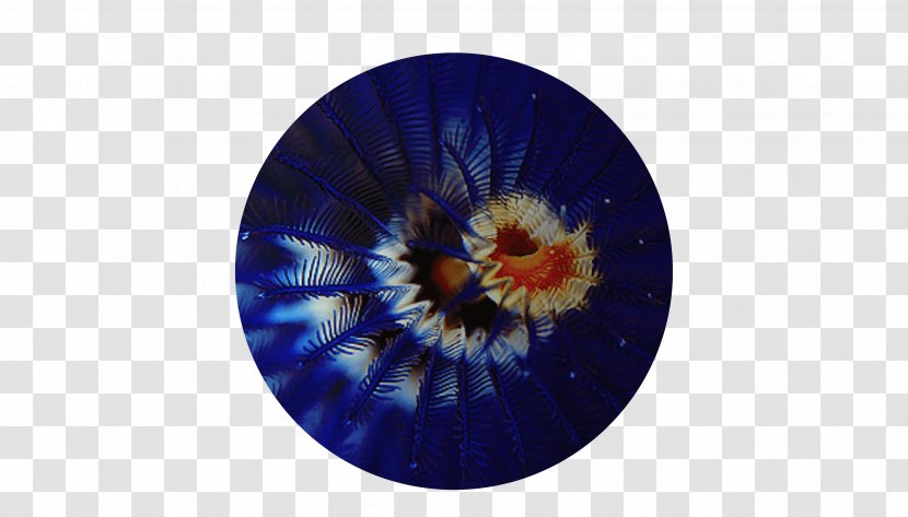 Flower - Cobalt Blue Transparent PNG
