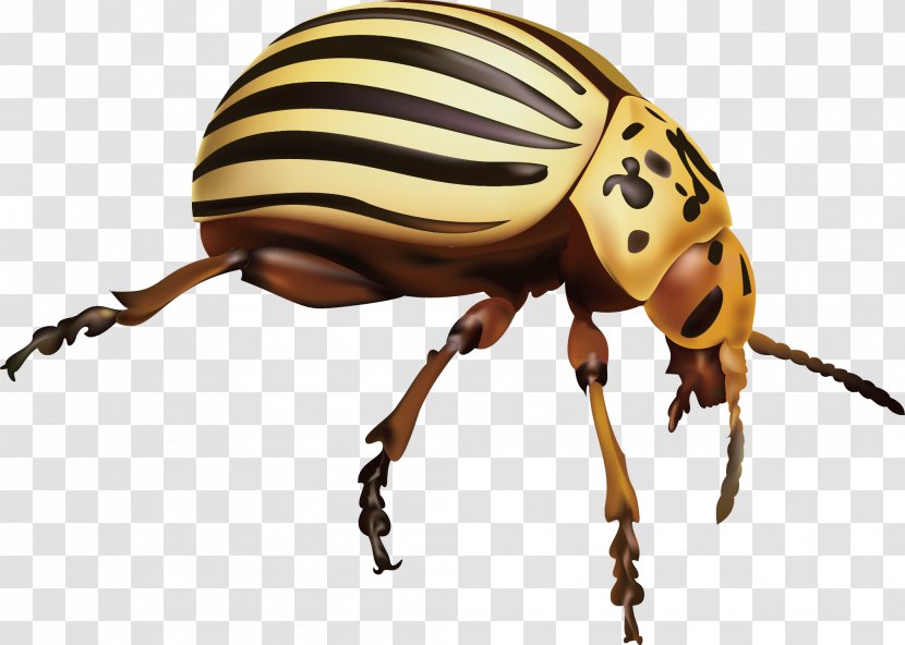 Weevil Insect Pest Colorado Potato Beetle - Organism Transparent PNG