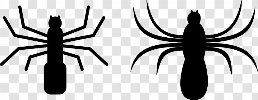 Spider Web Download Clip Art Transparent PNG