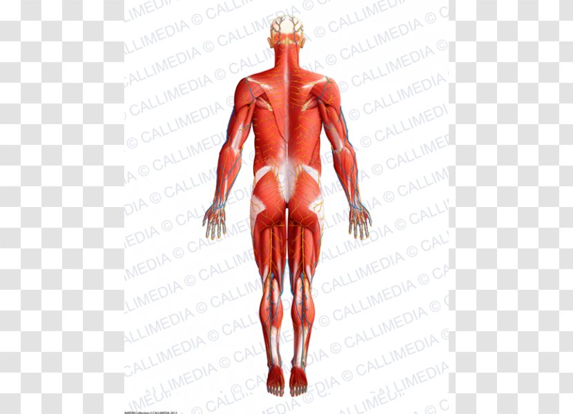 Muscle Homo Sapiens Human Anatomy & Physiology Muscular System - Tree - Heart Transparent PNG