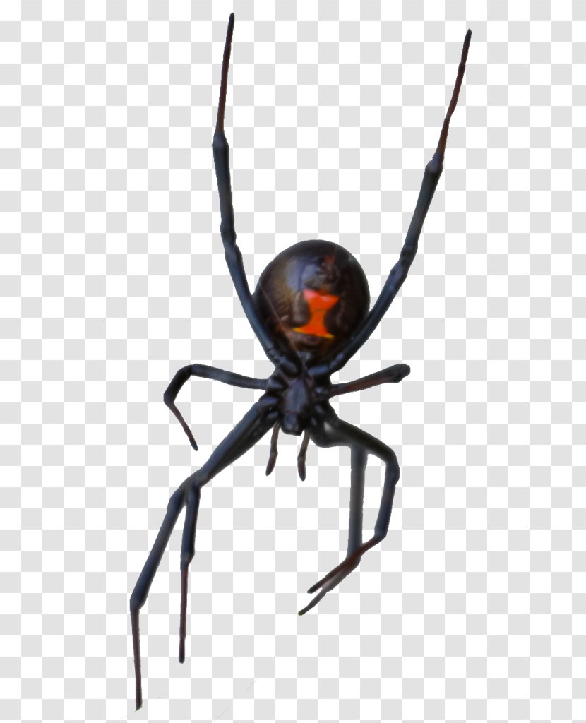 Spider Las Vegas Motion Collection Black Widow (Plakát/Kovový Plakát Black) STX G.1800E.J.M.V.U.NR YN Rat - Arthropod Transparent PNG