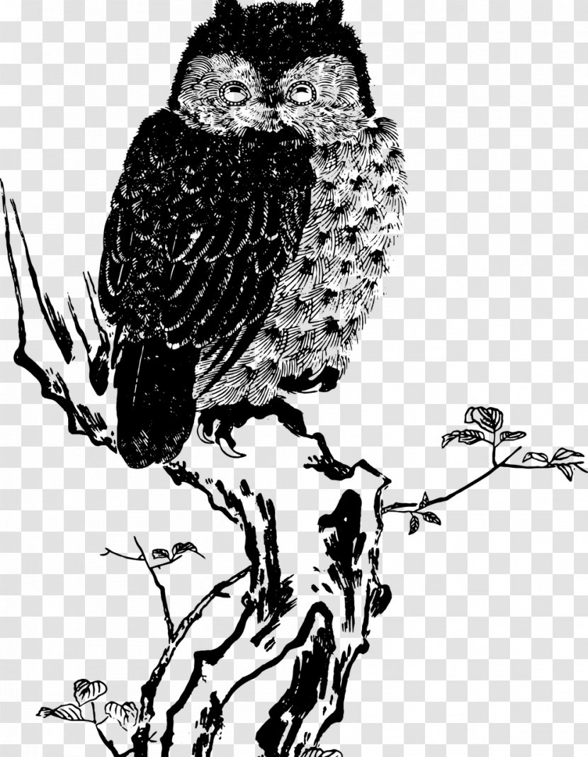 Owl Drawing Clip Art - Fauna Transparent PNG
