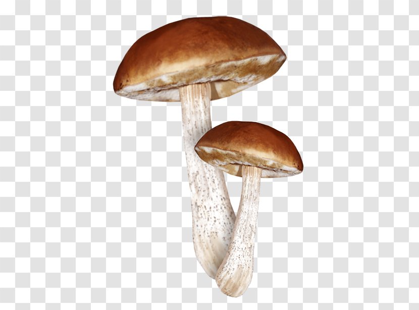 Common Mushroom Clip Art Fungus - Photography Transparent PNG