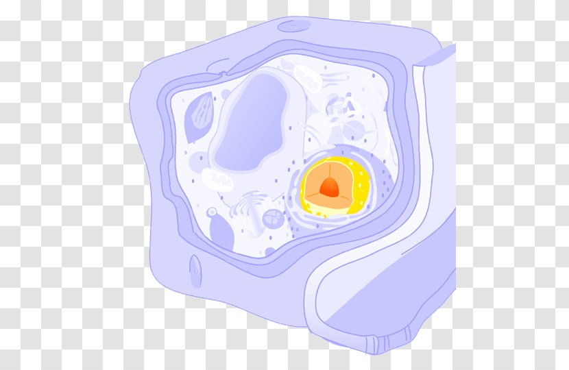 Plant Cell Plants Wall Membrane - Eukaryote Transparent PNG