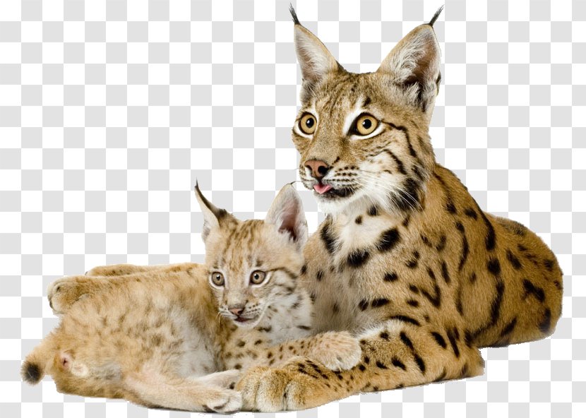 Eurasian Lynx Bobcat Canada Felidae - Carnivoran - Leopard Transparent PNG