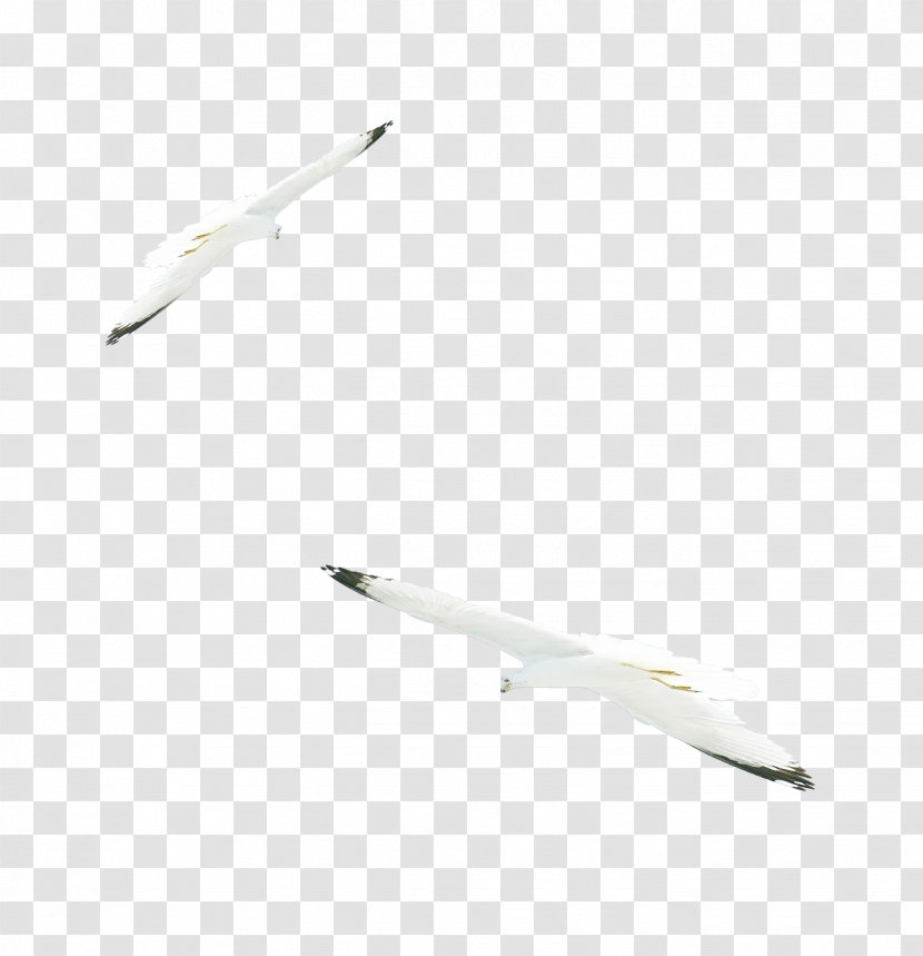 Material White Pattern - Gull Wings Transparent PNG