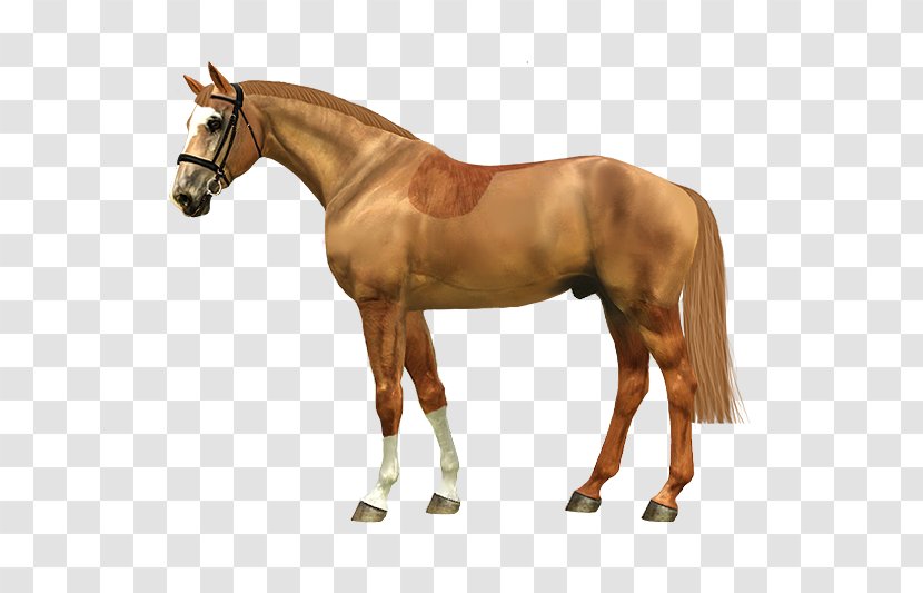 Haydon Horse Stud Vector Graphics Image - Animal Figure Transparent PNG