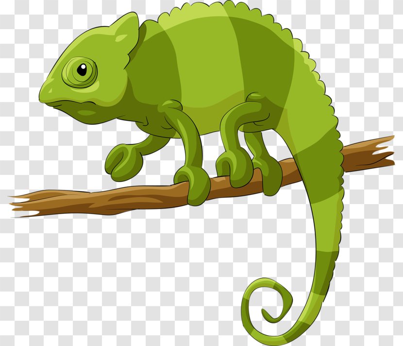 Chameleons Lizard Reptile Illustration - Fauna - Chameleon Transparent PNG