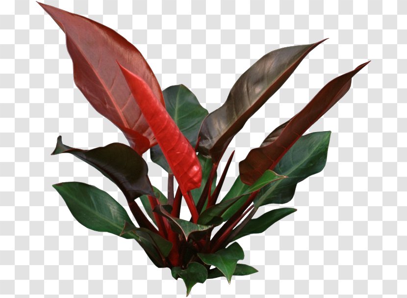 Houseplant Philodendron Erubescens Plant Interscapes Swiss Cheese - Garden - Identification Transparent PNG