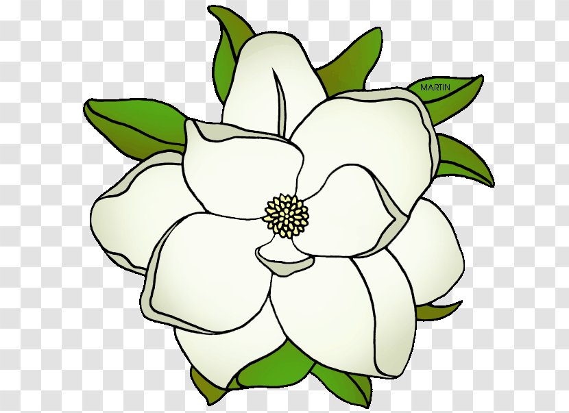 Southern Magnolia Mississippi Louisiana Clip Art - Floral Design - Cliparts Transparent PNG