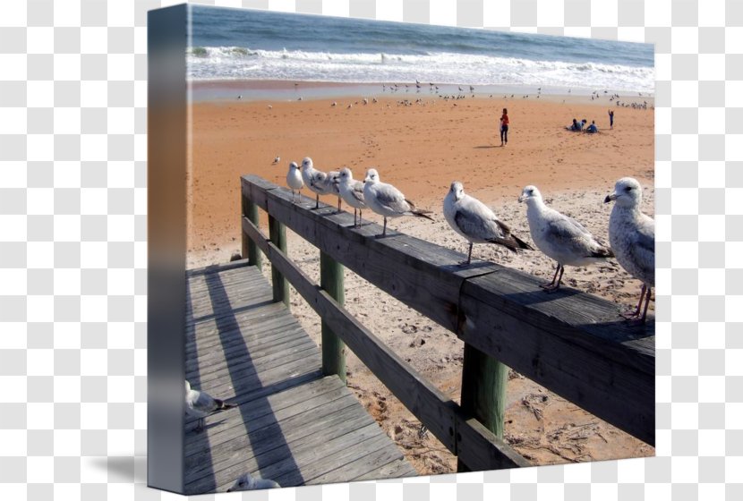 Seabird Wood Boardwalk /m/083vt Transparent PNG