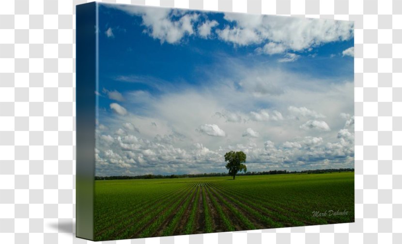 Photography Desktop Wallpaper Light - Picture Frame - Corn Field Transparent PNG