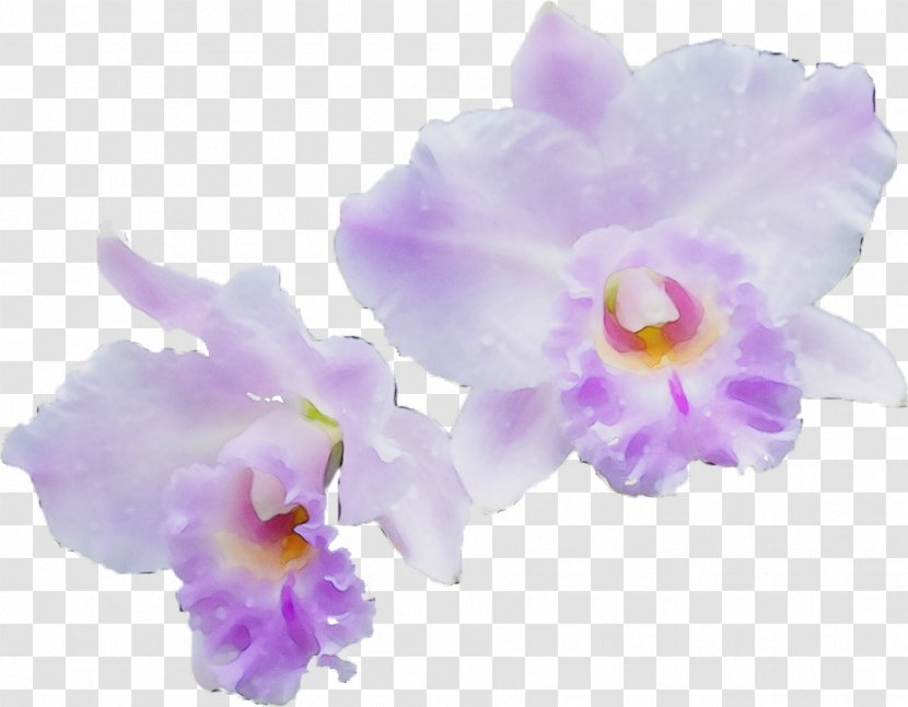 Purple Watercolor Flower - Orchids - Viola Iris Transparent PNG