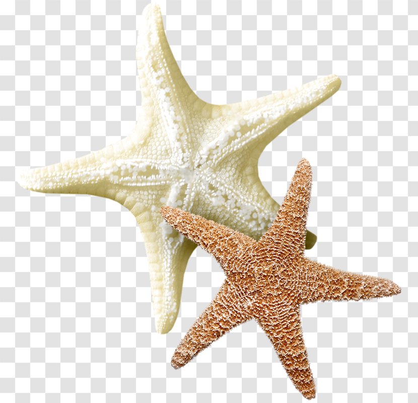 Starfish Echinoderm Sea Clip Art - Me Transparent PNG