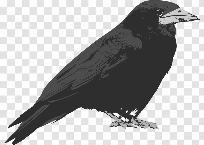 Common Raven Baltimore Ravens Clip Art - Songbird Transparent PNG