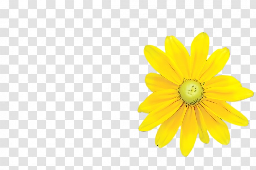 Daisy - Yellow - Wildflower Transparent PNG