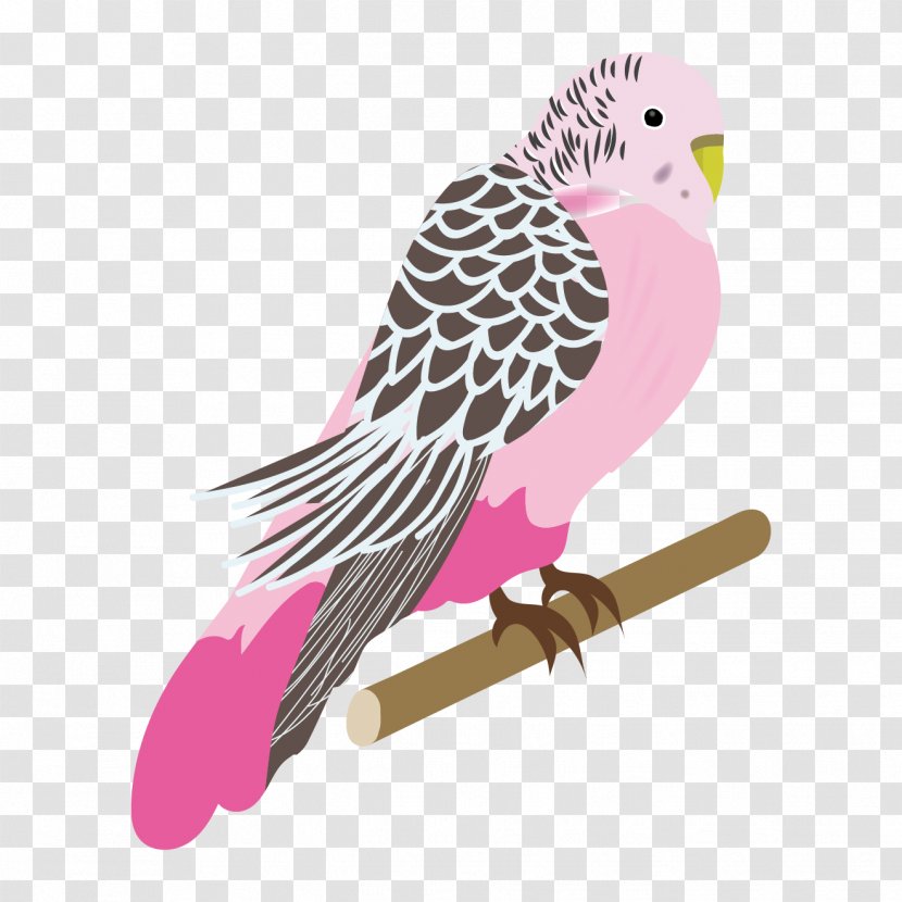 Budgerigar Bird Parrot Parakeet Pink - Penguin Transparent PNG