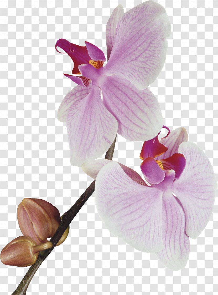 Orchids Clip Art - Flower - Orchid Transparent PNG