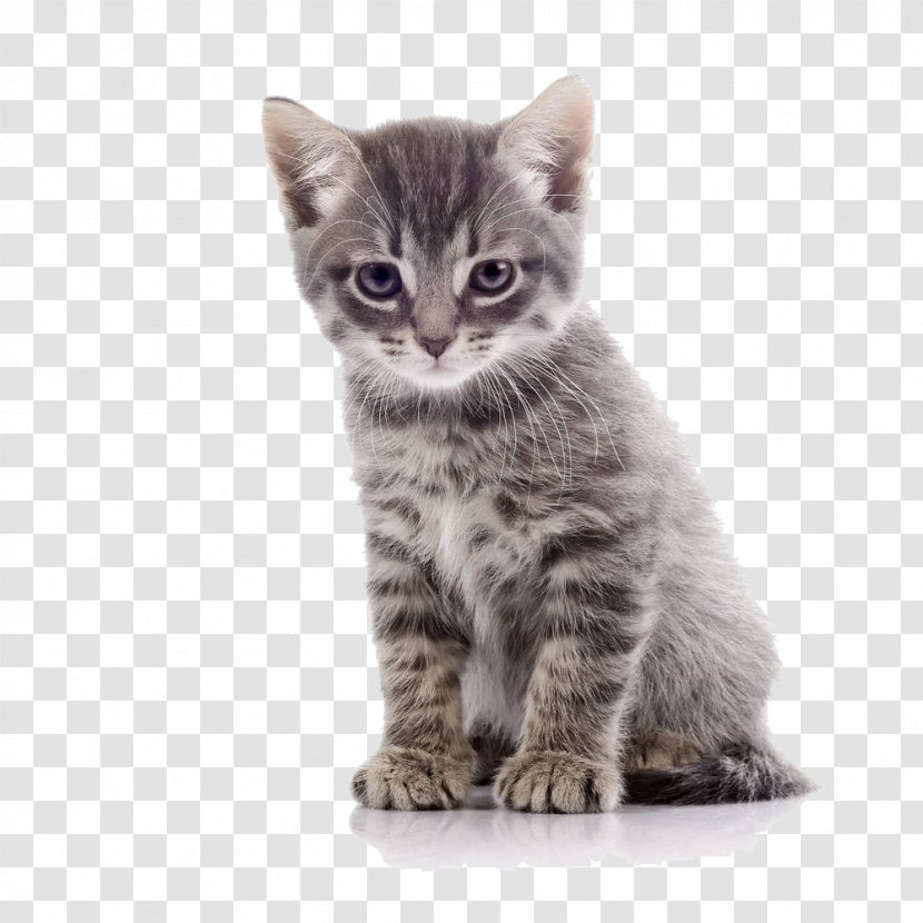 Tabby Cat Stock Photography Royalty-free - Asian - Cartoon Material Transparent PNG