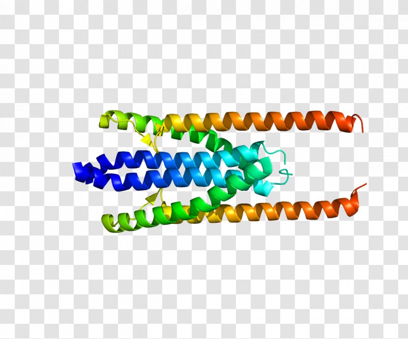 PRC1 Cytokinesis Cell Cycle Protein Gene Transparent PNG